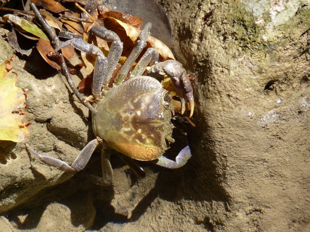 Granchio di fiume a Rodi